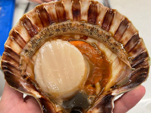 Keltic Seafare preview
